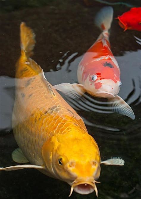 錦鯉氣運|風水學之養錦鯉魚的風水知識